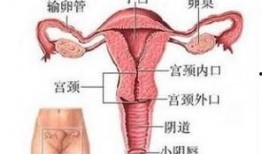 女人阴部视频,女性阴部视频揭秘