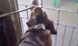 播放搞笑视频,让你笑到肚子疼